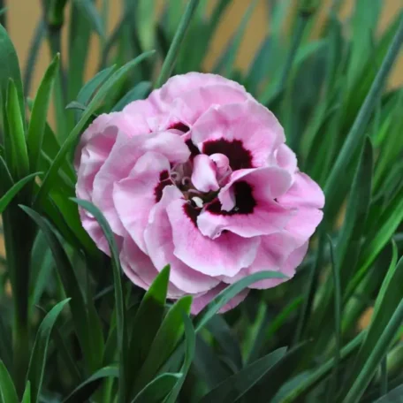 Nelke - Dianthus Hybrida