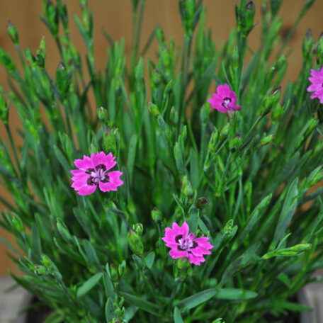 Heide-Nelke - Dianthus - 2 Stück