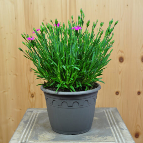 Heide-Nelke - Dianthus - 2 Stück