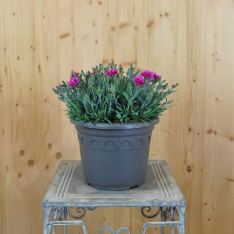 Duftnelke - Dianthus