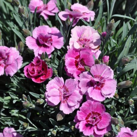 Duftnelke - Dianthus