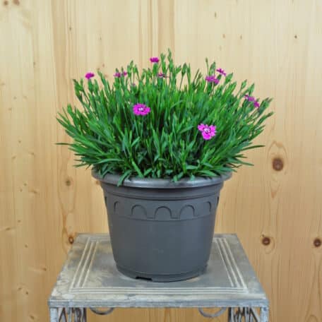 Nelke - Dianthus Hybrida