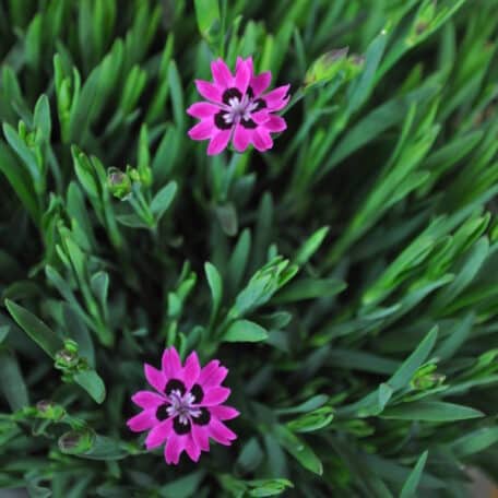 Nelke - Dianthus Hybrida