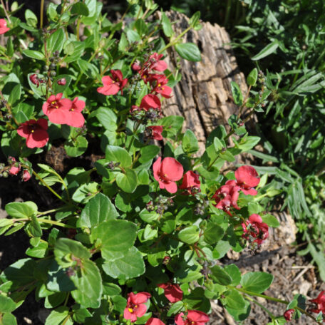 Eperon des elfes - Diascia personata - 4 pièces