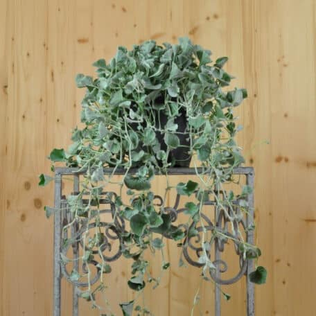 Silberregen - Dichondra argentea - 3 Stück