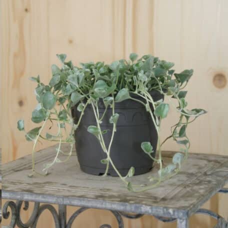 Silberregen - Dichondra argentea - 3 Stück