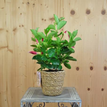 Trichterblüte - Dipladenia im Korb 1 - 2 Stück