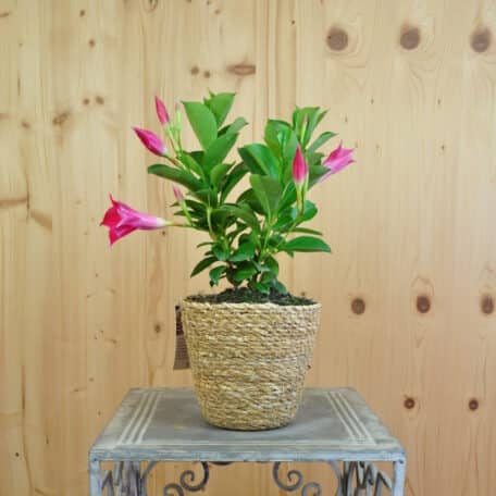 Trichterblüte - Dipladenia im Korb 1 - 2 Stück
