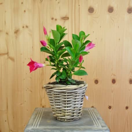 Trichterblüte - Dipladenia im Korb 4 - 2 Stück