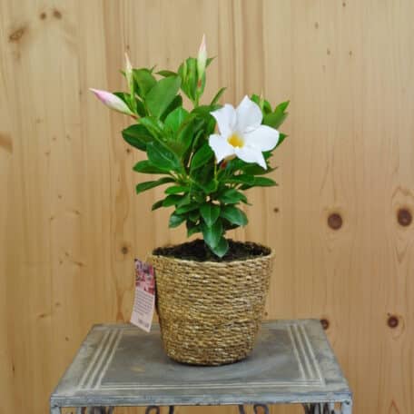 Trichterblüte - Dipladenia im Korb 1 - 2 Stück