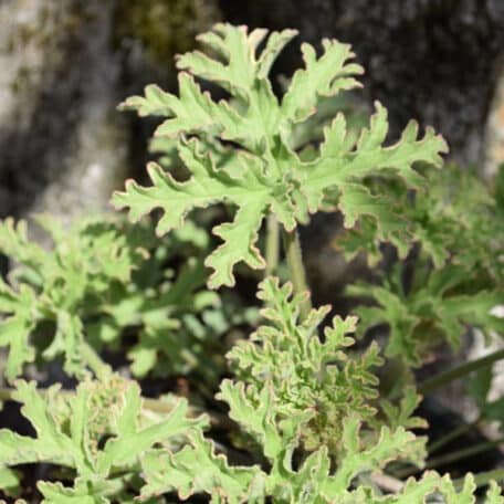 Duft-Geranie - Pelargonium Duft - 2 Stück
