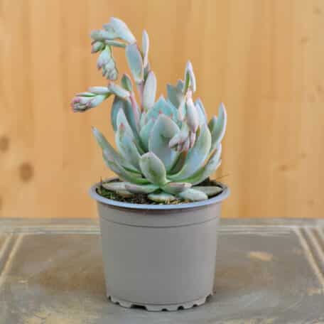 Fettblattrosette - Echeveria peacockii - 8 Stück