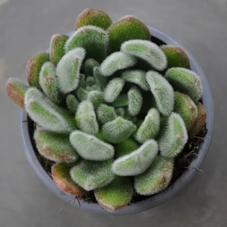 Rosette de feuilles grasses - Echeveria setosa - 8 pièces