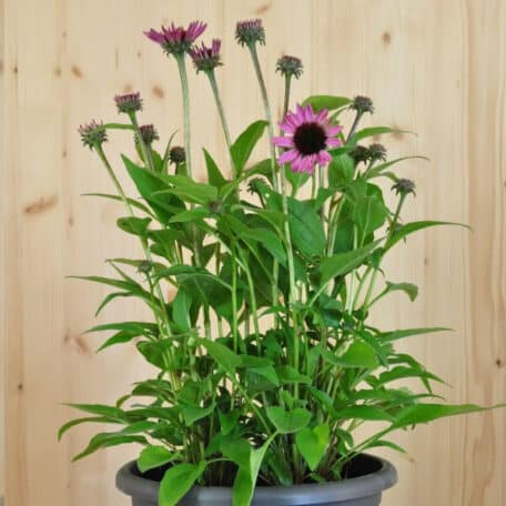 Schein-Sonnenhut - Echinacea purpurea