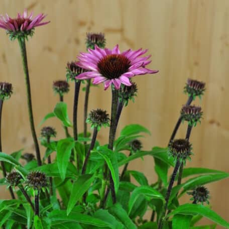 Schein-Sonnenhut - Echinacea purpurea
