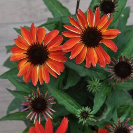 Schein-Sonnenhut - Echinacea purpurea