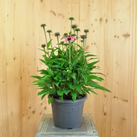 Faux héliotrope - Echinacea purpurea