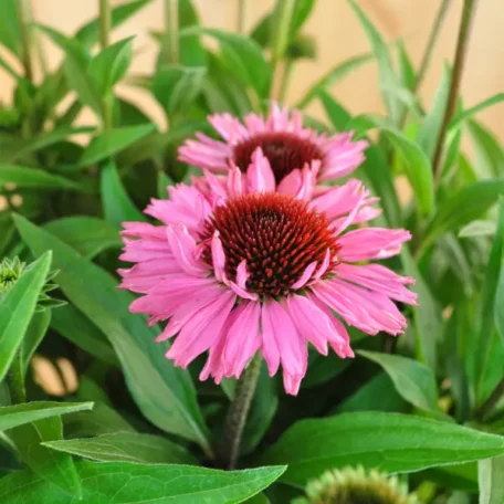 Faux héliotrope - Echinacea purpurea