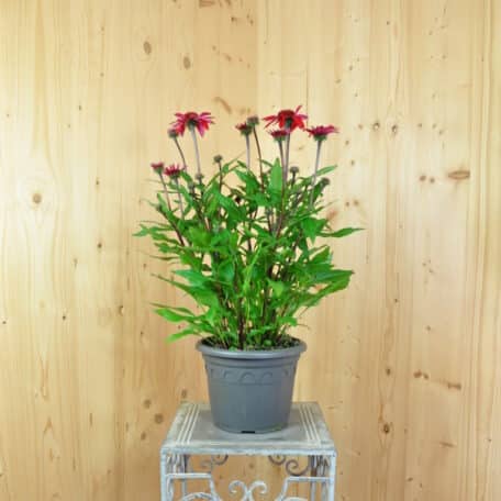 Schein-Sonnenhut - Echinacea purpurea
