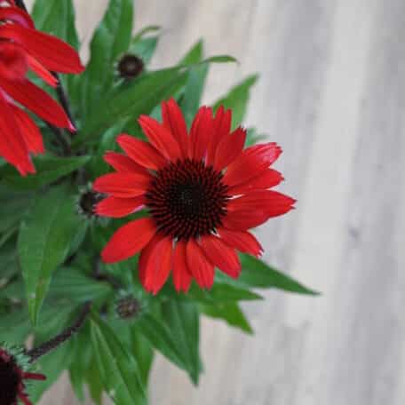 Schein-Sonnenhut - Echinacea purpurea