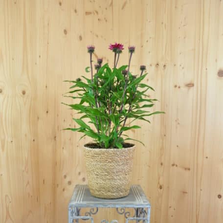 Schein-Sonnenhut - Echinacea purpurea im Korb 3