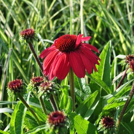 Schein-Sonnenhut - Echinacea purpurea