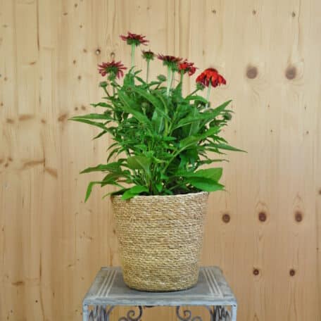 Schein-Sonnenhut - Echinacea purpurea im Korb 3