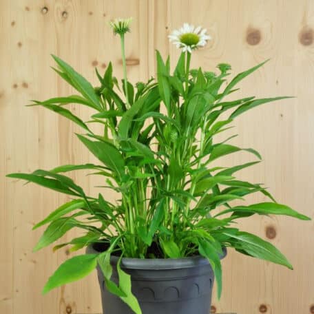 Schein-Sonnenhut - Echinacea purpurea