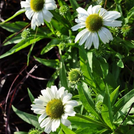 Schein-Sonnenhut - Echinacea purpurea