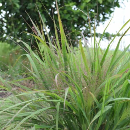 Herbe d'amour pourpre - Eragrostis spectabilis - 2 pièces