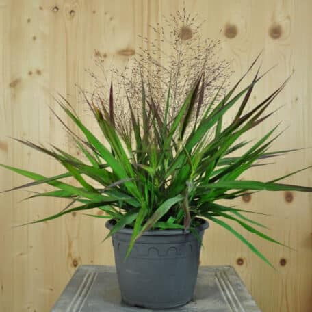 Herbe d'amour pourpre - Eragrostis spectabilis - 2 pièces