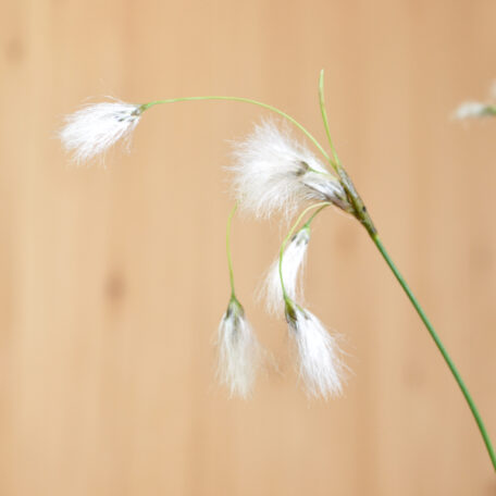 Breitblättriges Wollgras - Eriophorum latifolium