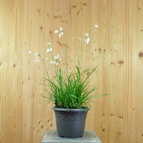 Breitblättriges Wollgras - Eriophorum latifolium