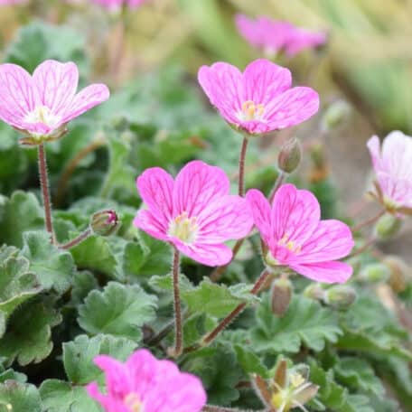 Reiherschnabel - Erodium x variabile - 3 Stück