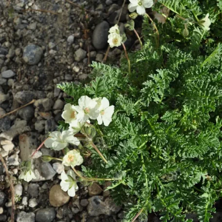 Bec de héron jaune - Erodium chrysanthum