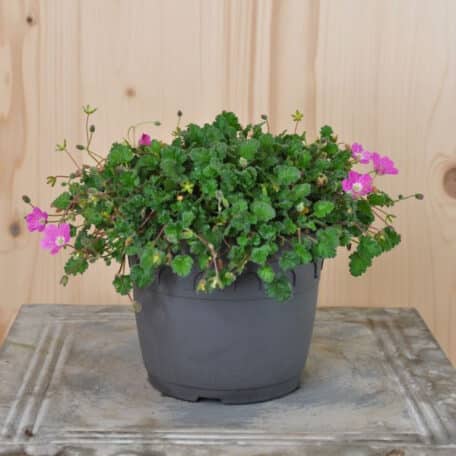 Reiherschnabel - Erodium x variabile - 3 Stück