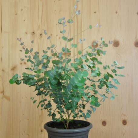 Die wohlduftende Eukalyptus Terrassenpflanze
