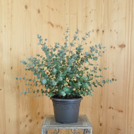 Die wohlduftende Eukalyptus Terrassenpflanze
