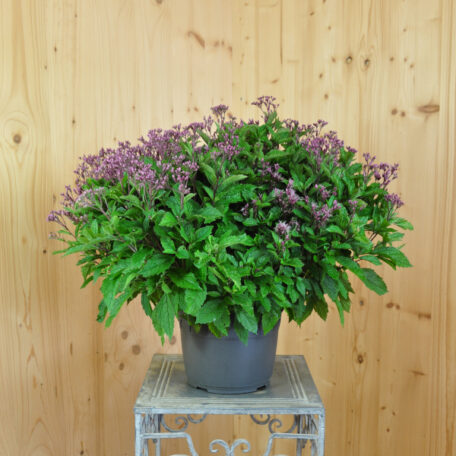 Verseau pourpre - Eupatorium purpureum