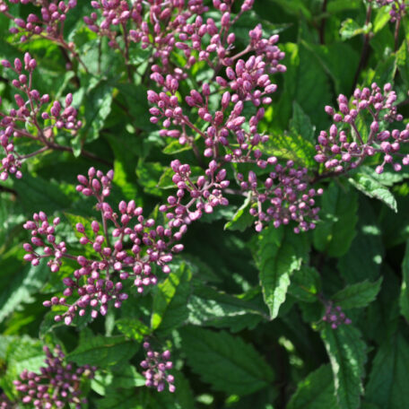 Verseau pourpre - Eupatorium purpureum