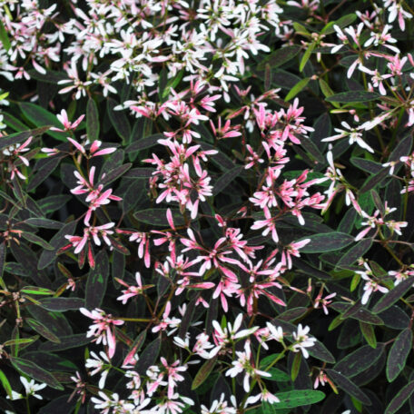 Zauberschnee - Euphorbia