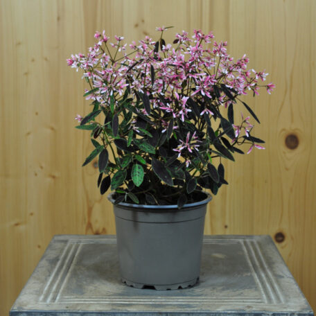 Zauberschnee – Euphorbia – 4 Stück
