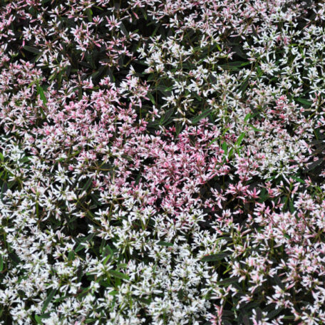 Zauberschnee – Euphorbia – 4 Stück