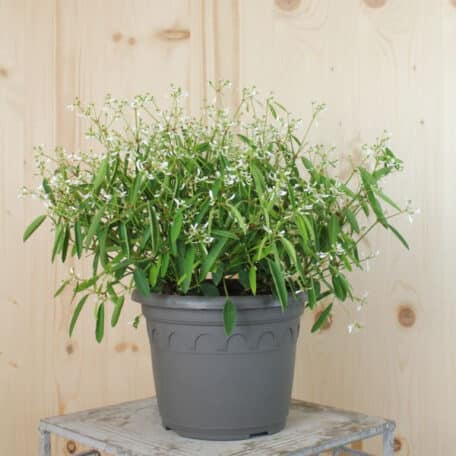 Zauberschnee - Euphorbia