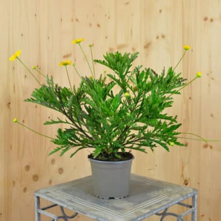 Goldmargerite - Euryops x athanasiae - 4 Stück