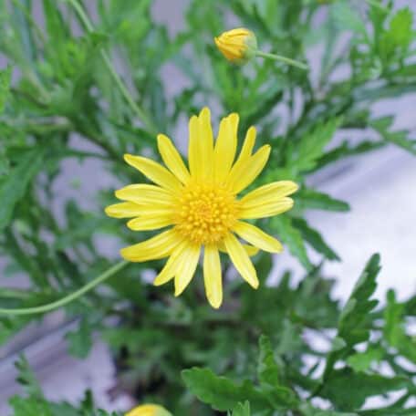 Goldmargerite - Euryops x athanasiae - 4 Stück