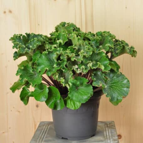 Die japanische Blattschmuckpflanze, Scheingoldkolben - Farfugium japonicum Wavy Gravy
