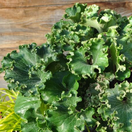 Die japanische Blattschmuckpflanze, Scheingoldkolben - Farfugium japonicum Wavy Gravy