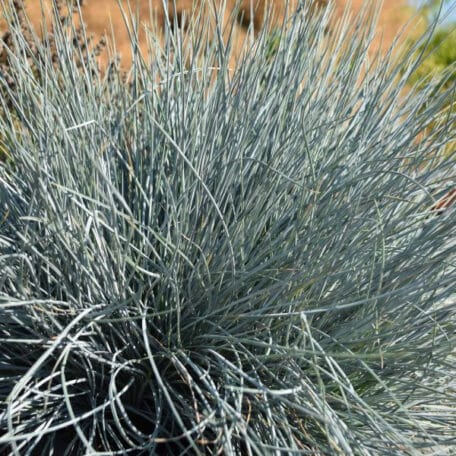 La fétuque bleue, un accent bleu glacé - Festuca cinerea Azurit