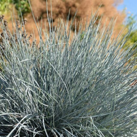 Garten-Blauschwingel - Festuca cinarea - 2 Stück